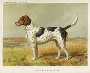Breeds Collection: Foxhound (Book of Dog)