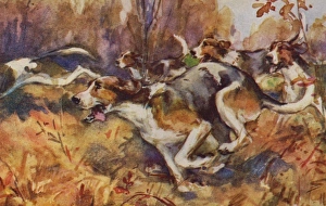 Images Dated 11th October 2011: Foxhounds