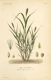 Italica Prints: Foxtail millet or Italian millet, Setaria italica