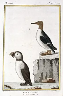 Guillemot Prints: Fractercula arctica, Atlantic puffin, Uria aalge, guillemot