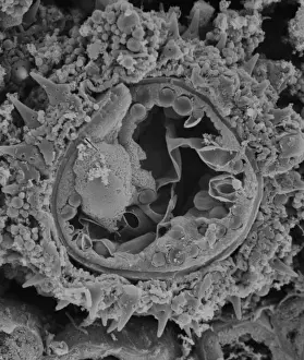 Fractured pollen grain