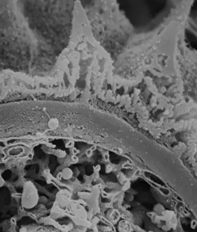 Magnification Prints: Fractured pollen grain