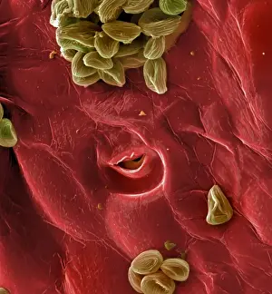 Magnification Prints: Fragaria sp. strawberry