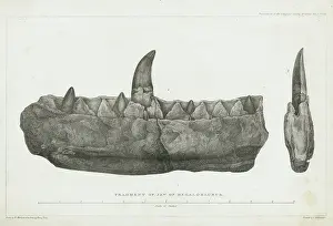 Buckland Prints: Fragment of jaw of Megalosaurus