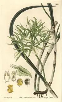 1833 Prints: Fragrant brassavola orchid, Brassavola nodosa