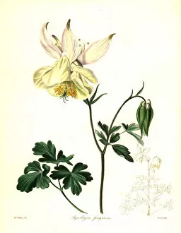 Withers Collection: Fragrant columbine, Aquilegia fragrans