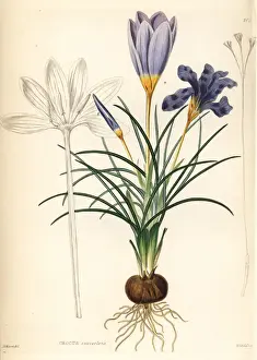 Fragrant crocus, Crocus suaveolens