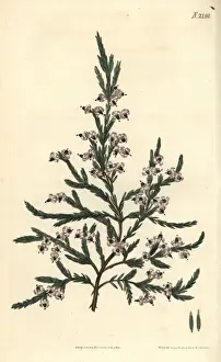 Fragrant heath, Erica fragrans