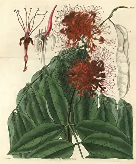 Fragrant Prints: Fragrant jonesia or ashoka tree, Jonesia asoca
