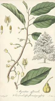 Spice Prints: Fragrant nutmeg, Myristica fragrans