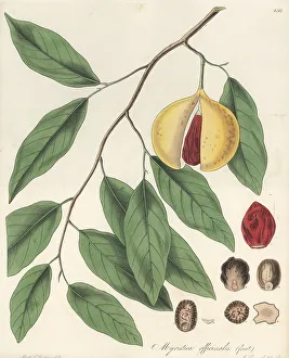 Fragrant nutmeg, Myristica fragrans