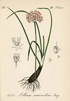 Fragrant onion, Allium suaveolens