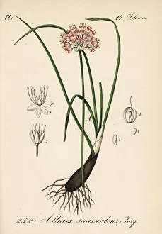 Allium Gallery: Fragrant onion, Allium suaveolens