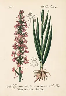 Fragrant Prints: Fragrant orchid, Gymnadenia conopsea