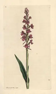 Fragrant orchid, Gymnadenia conopsea
