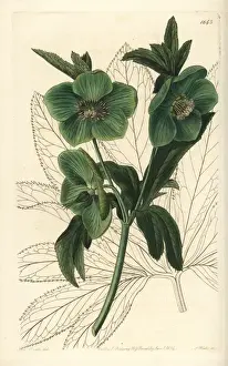 Sydenhamedwards Prints: Fragrant or sweet hellebore, Helleborus odorus