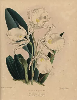 Fragrant Trichopilia orchid with white