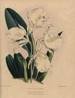 Fragrans Prints: Fragrant Trichopilia orchid with white
