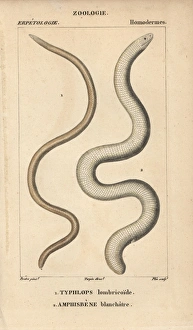 Frail caecilian, Caecilia gracilis, Typhlops Frail caecilian, Caecilia gracilis, Typhlops
