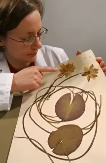 Botanist Prints: Fran Kern with herbarium specimen