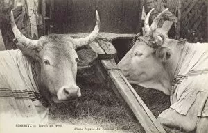 Reclined Collection: France, Biarritz, France - Fine cattle