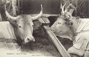 Reclined Prints: France, Biarritz, France - Fine cattle