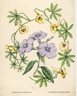 Climber Prints: Franciscea Etcive Floral