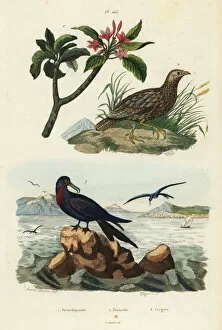 Dhistoire Collection: Francolin, frigatebird and frangipani