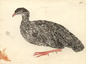 1754 1794 Prints: Francolinus capensis, Cape francolin