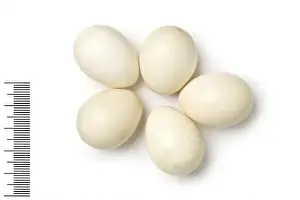 Eggshell Prints: Francolinus pondicerianus, grey francolin