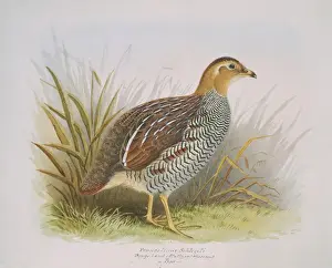 Elphick Prints: Francolinus schlegeli, Schlegels Francolin