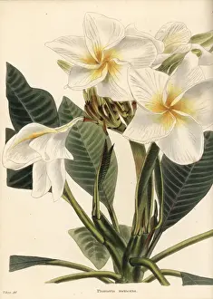 Frangipani, Plumeria rubra