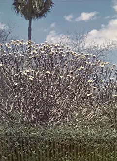 Frangipani - Rangoon