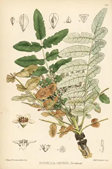 Medicinal Collection: Frankincense, luban tree, or olibanum-tree, Boswellia sacra