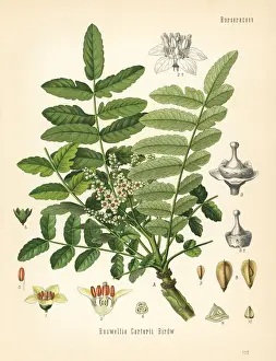 Frankincense or olibanum-tree, Boswellia sacra