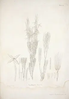 Eudicotinae Prints: Franklandia fucifolia