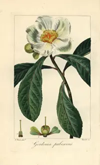 Stipple Prints: Franklin tree, Franklinia alatamaha, extinct in the wild