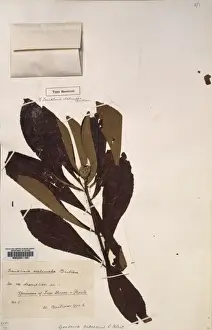 William Bartram Prints: Franklinia alatamaha, Franklin tree