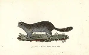 Rodent Prints: Franklins ground squirrel, Poliocitellus franklinii