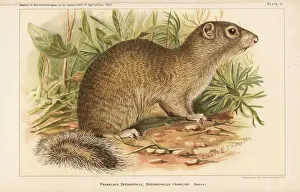 Franklins ground squirrel, Poliocitellus franklinii