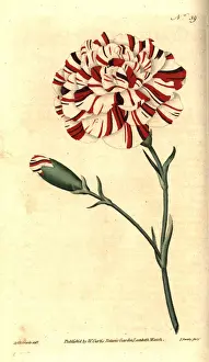 Franklins tartar, scarlet bizarre carnation