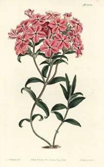 Amoena Gallery: Frasers hairy phlox, Phlox amoena