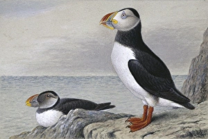 Alcidae Gallery: Fratercula arctica, Atlantic puffin