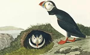 Alcidae Gallery: Fratercula artica, Atlantic puffin