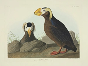 Alcidae Gallery: Fratercula cirrhata, tufted puffin