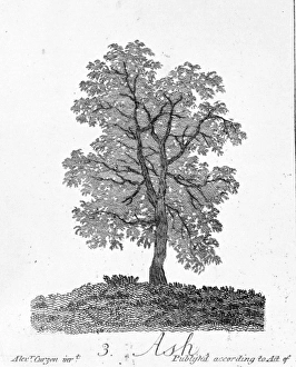 Lamiales Gallery: Fraxinus excelsior, ash