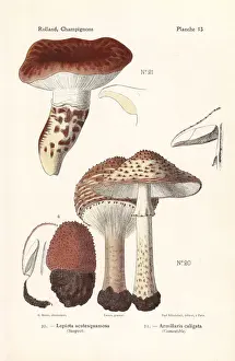 Freckled dapperling and European matsutake