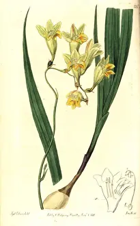 Tritonia Prints: Freesia refracta