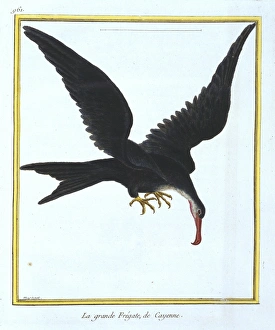Fregata minor, great frigatebird Fregata minor, great frigatebird