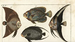 Angelfish Gallery: French angelfish, Emperor angelfish, batfish